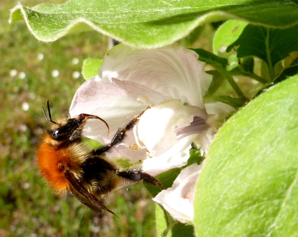 Carder bumble bee (Bombus pascuorum) in quince