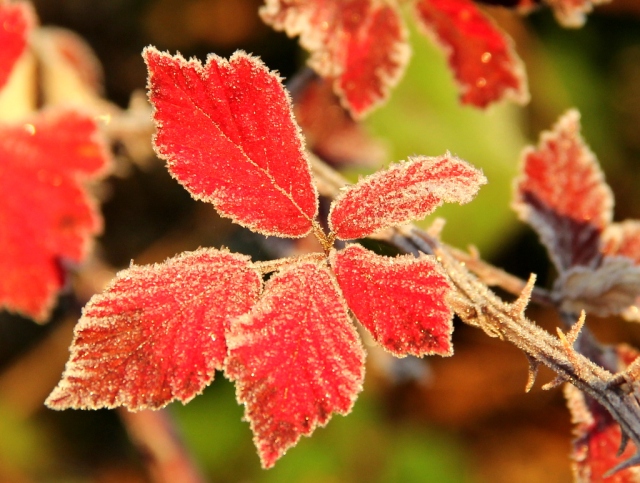 Frosty red bramble leaf