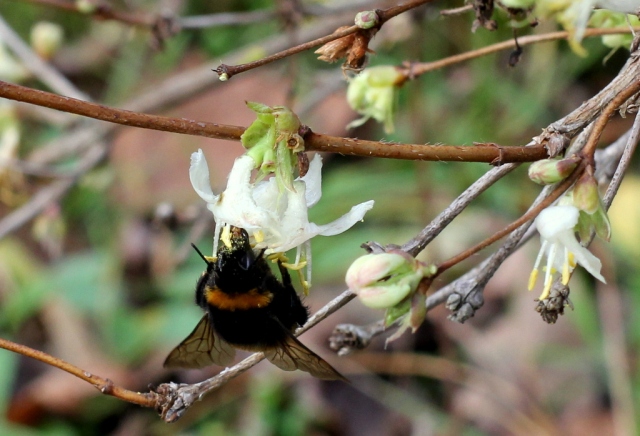 White tailed bumble bee, Bombus lucorum