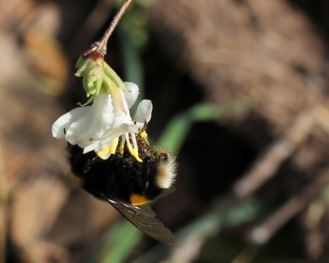 Buff-tailed bumblebee  (Bombus terrestris)