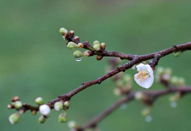 Plum tree blossom
