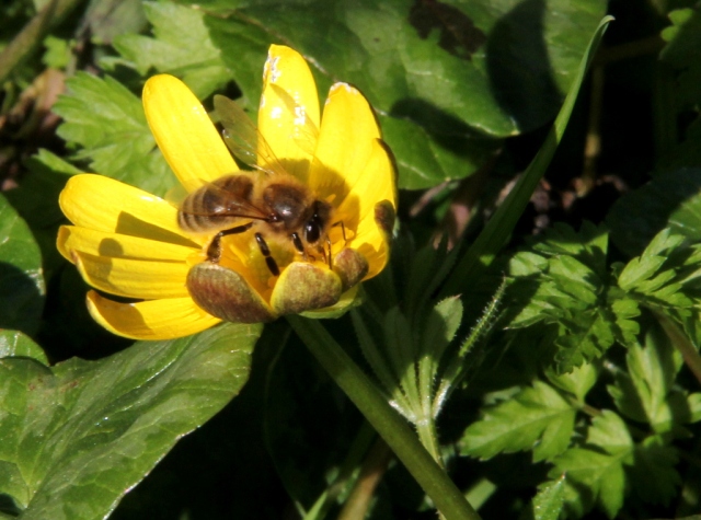 Celandine and bee