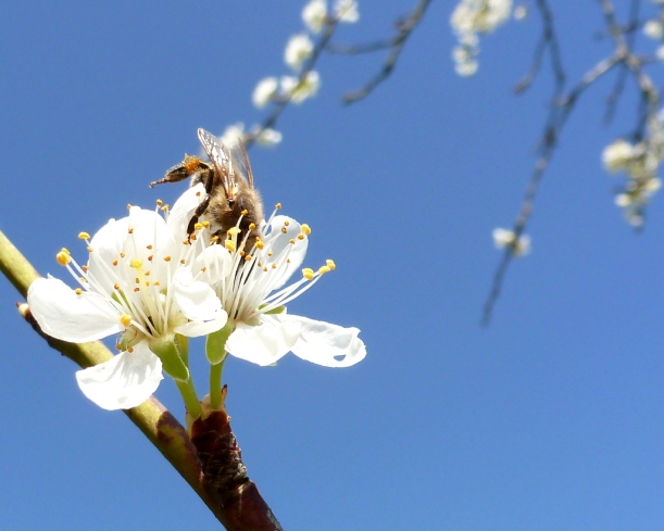 Bee in plum tree early April