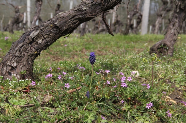 Grape Hyacinth, Muscari