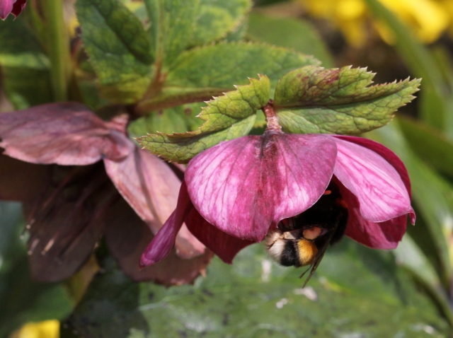 Bumble in Hellebore
