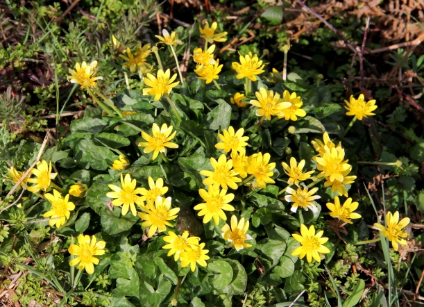Lesser Celandine, Ranunculus ficaria
