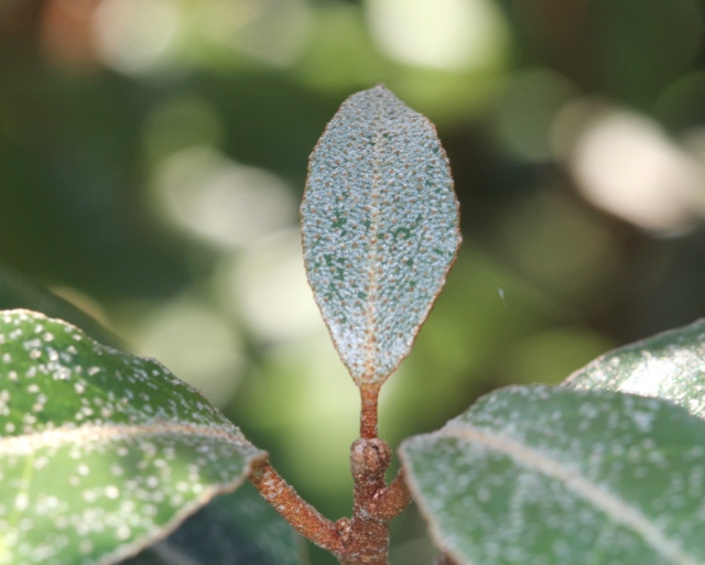 Elaeagnus ebbingei leaf tip