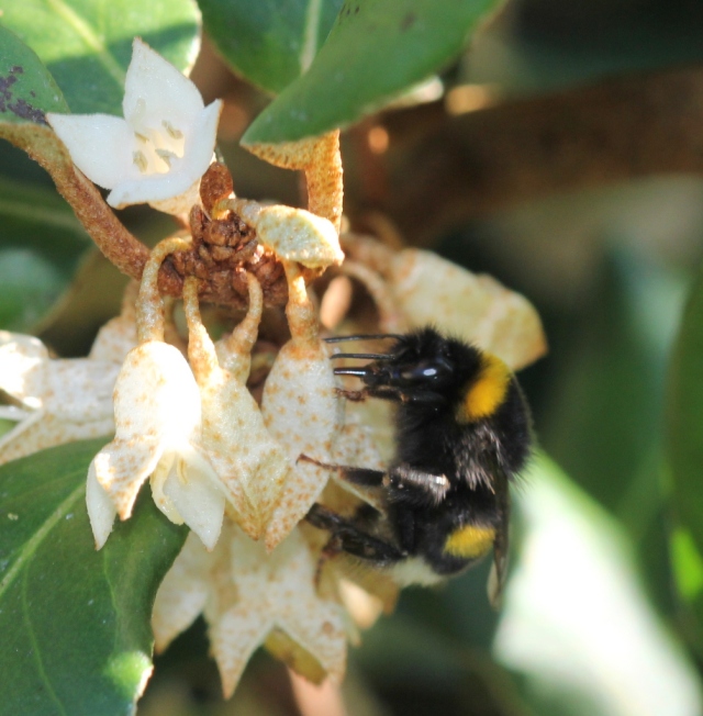 Bumble steals nectar from Elaeagnus ebbingei