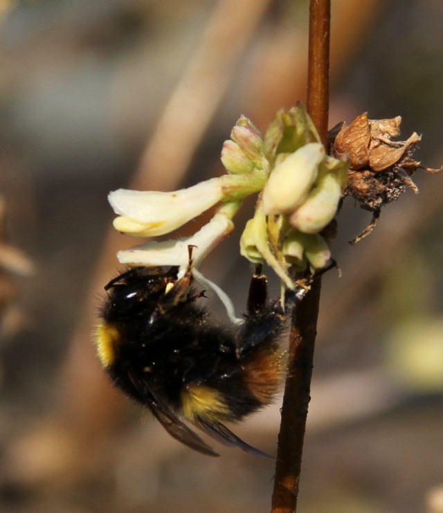 Early bumble bee February 2013