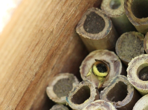 Osmia cornuta entering nest laden with pollen