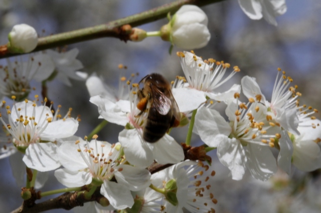 Honey bee on plum tree