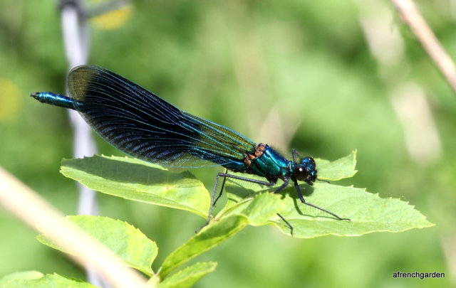 1-Young male Calopteryx splendens(4)