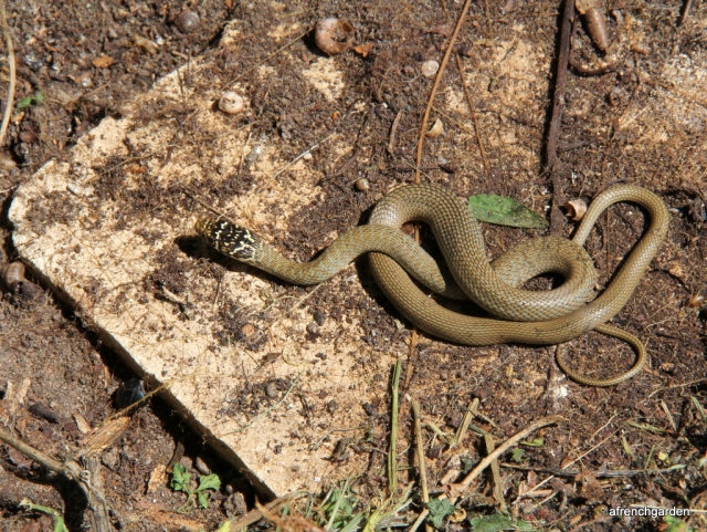 1-Juvenile Western whip snake, Hierophis viridiflavus