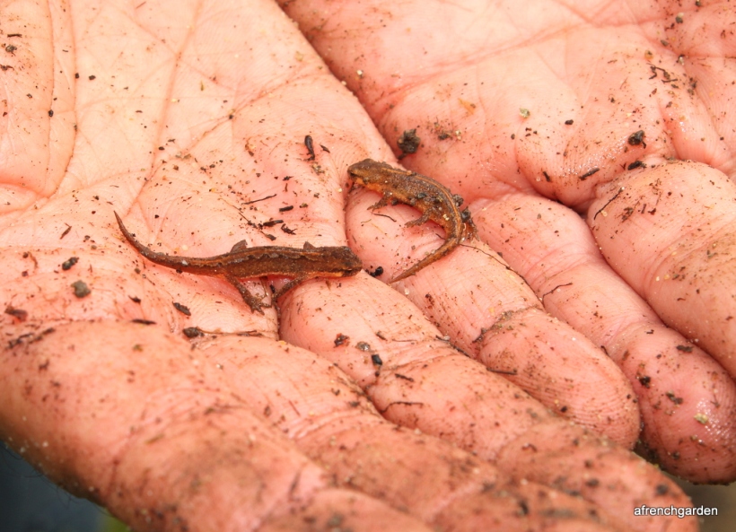 1-Marbled newt with crest