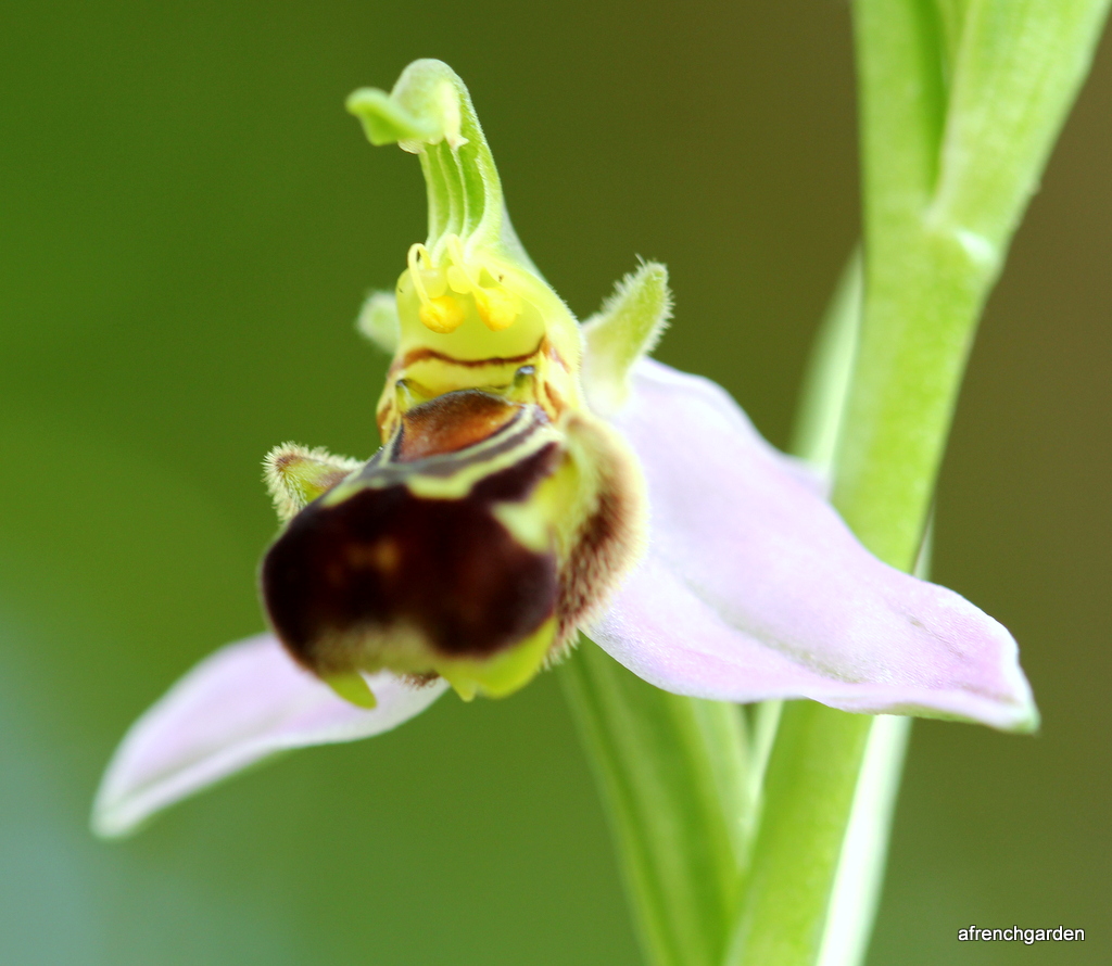 Close bee orchid