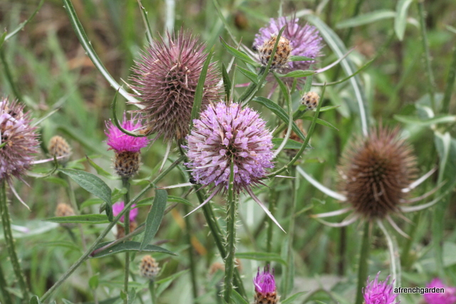 Teasels and knapweed