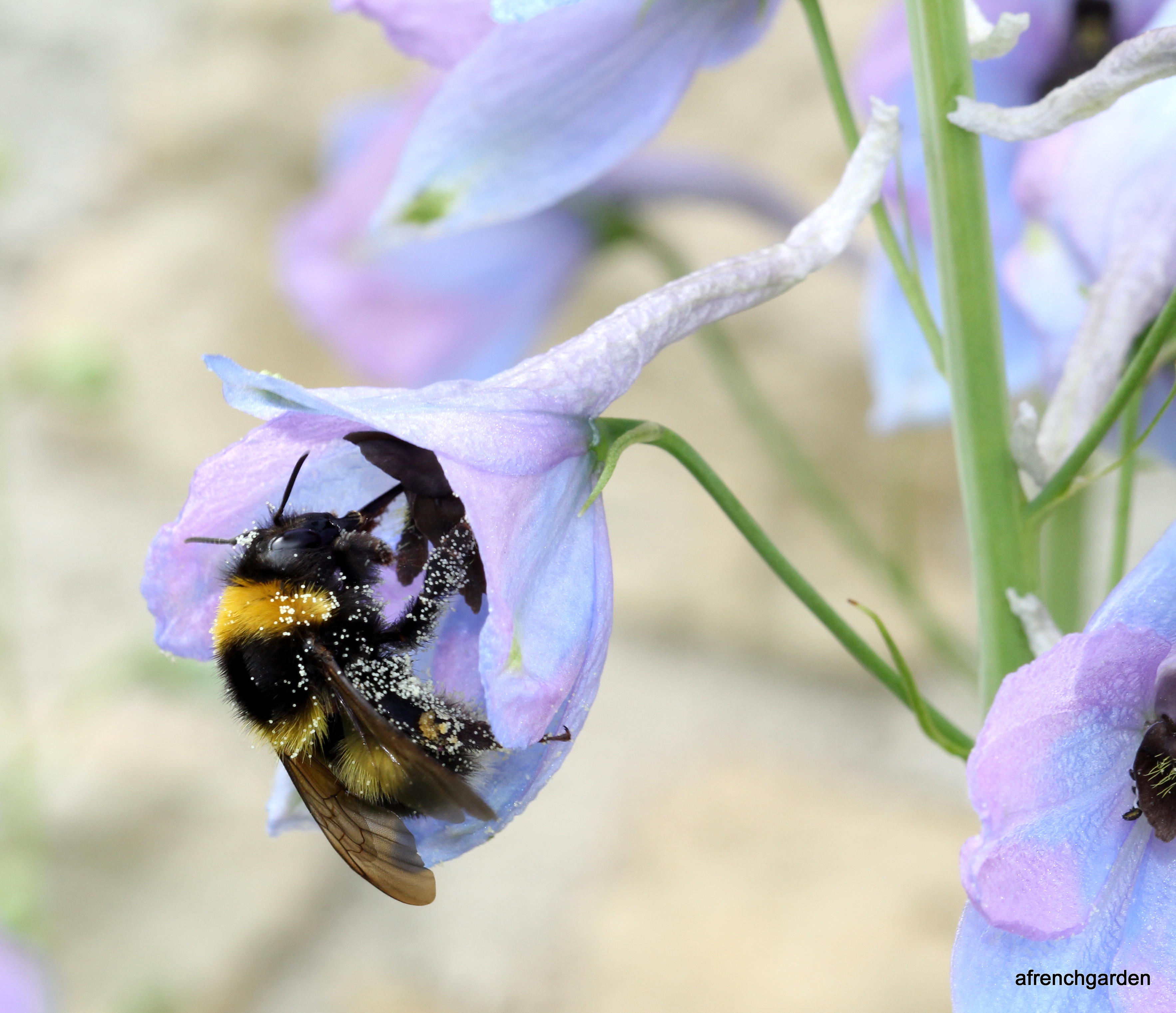 1-Garden bumble bee in Delphineum