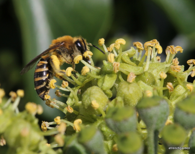 Female colletes hederae on ivy