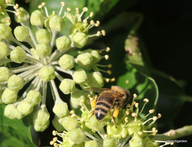 Rear honey bee