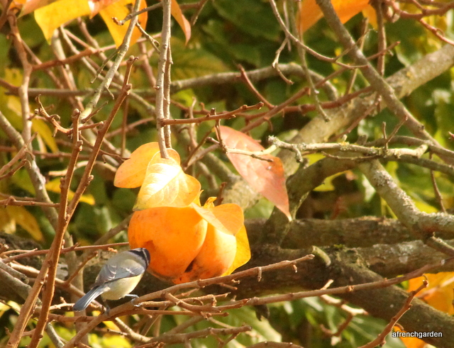 Persimmon and Great Tit