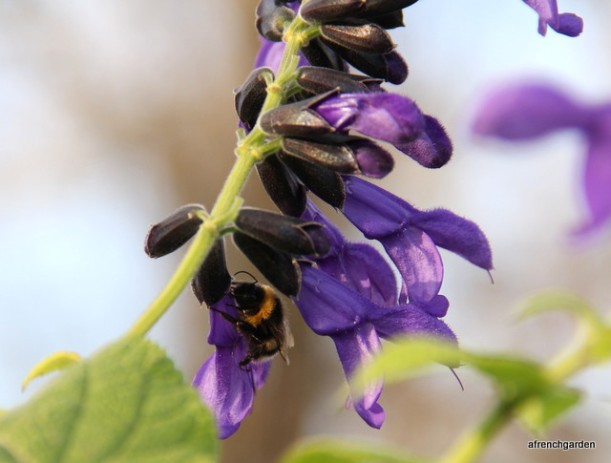 Salvia and bumble bee