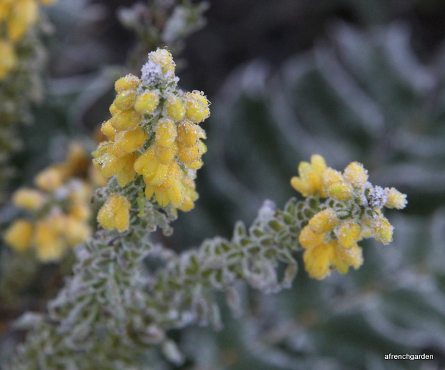 Frosted Mahonia