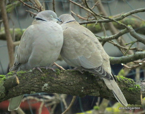 Valentine doves