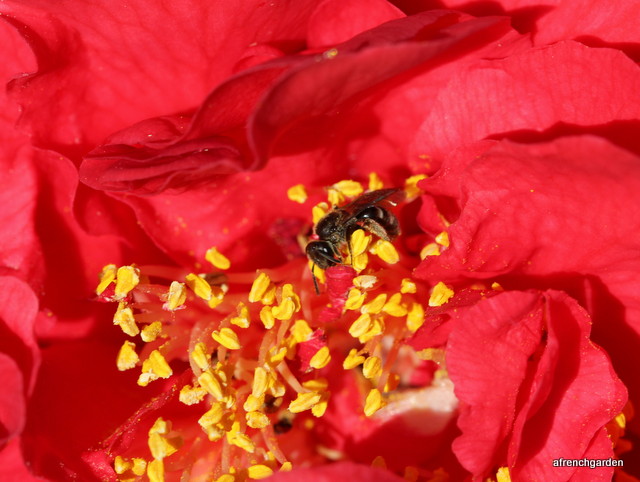 Halictes bee in Camellia