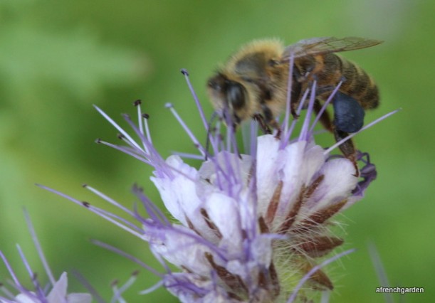 Honey bee lilac polen