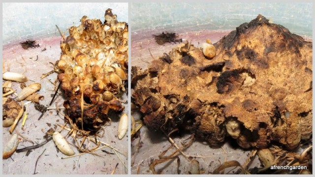 Underground nest of asian hornets - Frelon asiatique