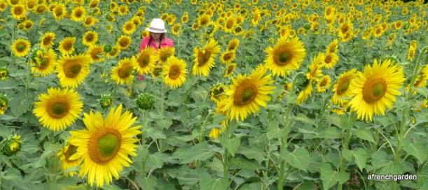 Searching for honey bees in the field of sunflower