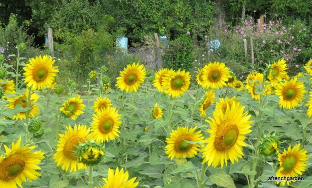 Looking at the hives through the sunflower fiield