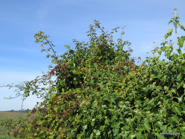 Brambles and ivy