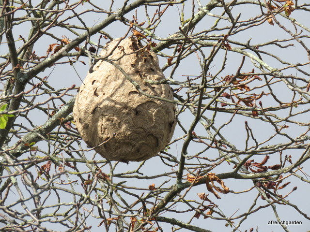 Asiatique Hornets nest