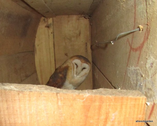 Barn owl in roosting box