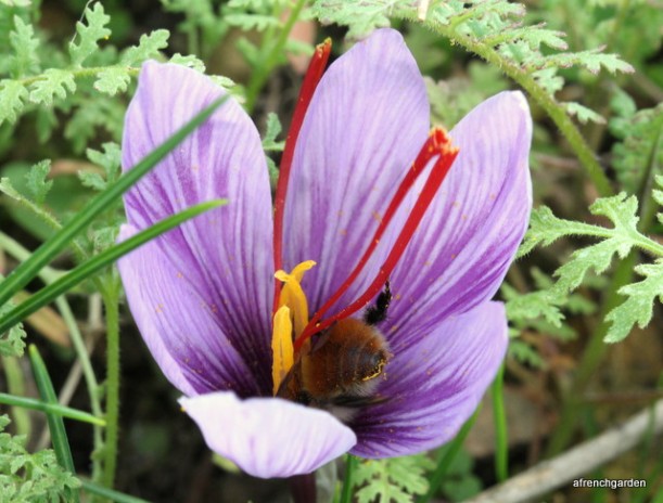 Saffron bombus pratorum