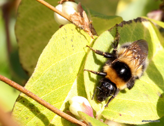 Large bumble in winter