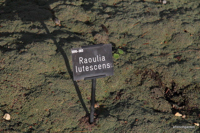 Raolia lutescens