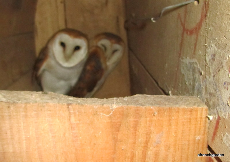 pair of Barn owls in the barn