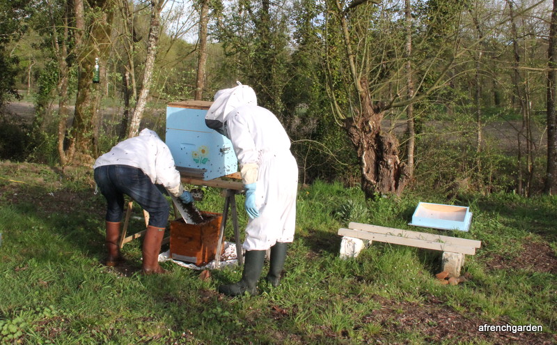 brushing the swarm into the mini hive