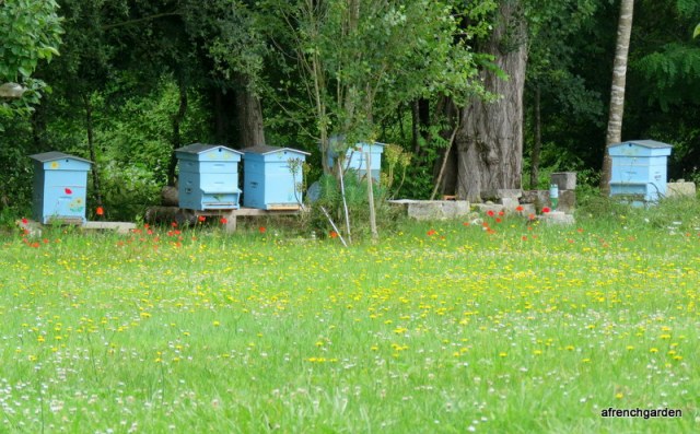 The garden and the hives in June
