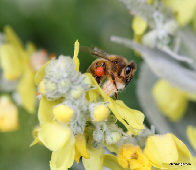 Molene honey bee-001
