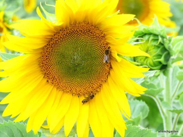Honeybees on sunflower