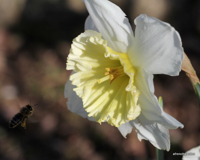 Bee approaches daffodil.jpg