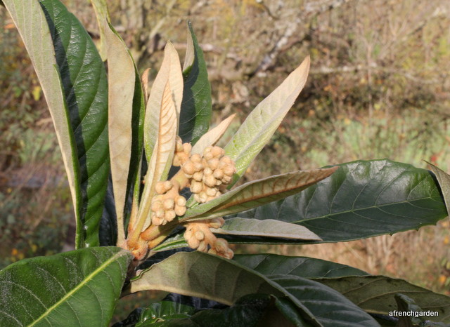 eriobotrya-japonica