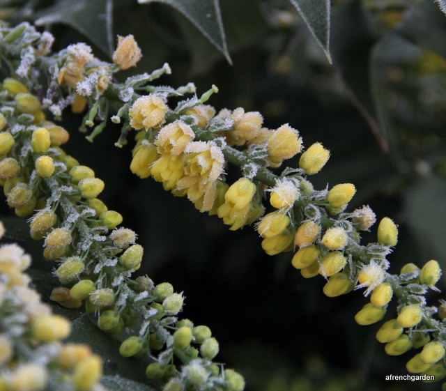 1-frosted-mahonia