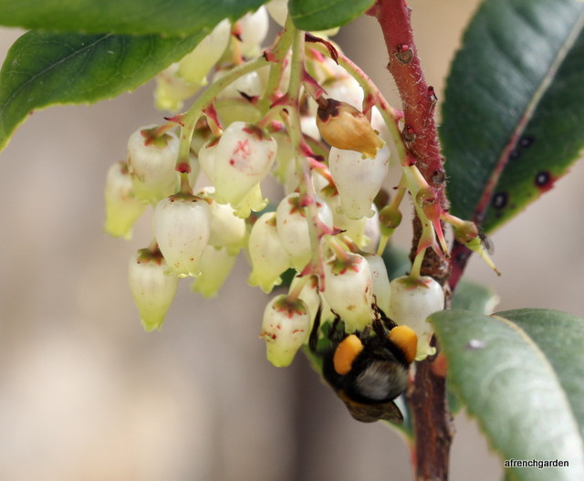 bumble-on-strawberry-tree
