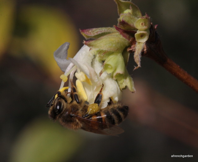 1-bee-gathers-pollen-on-winter-honeysuckle
