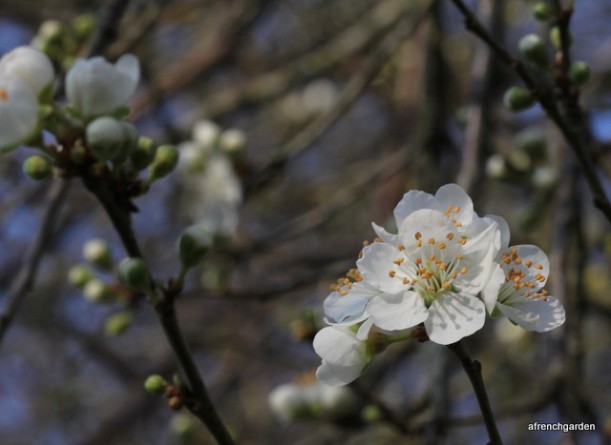plum-blossom-ouside