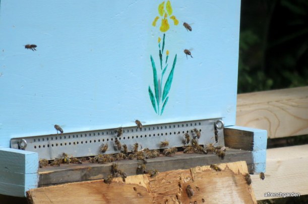 Iris Bee hive